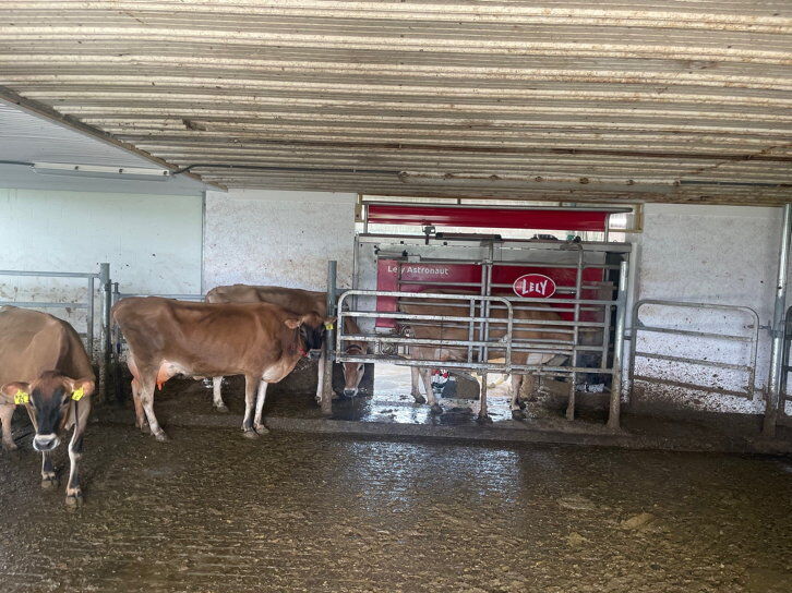 Meadowview Jerseys specializes in A2A2 raw milk 2 Meadowview Jerseys_04.jpg